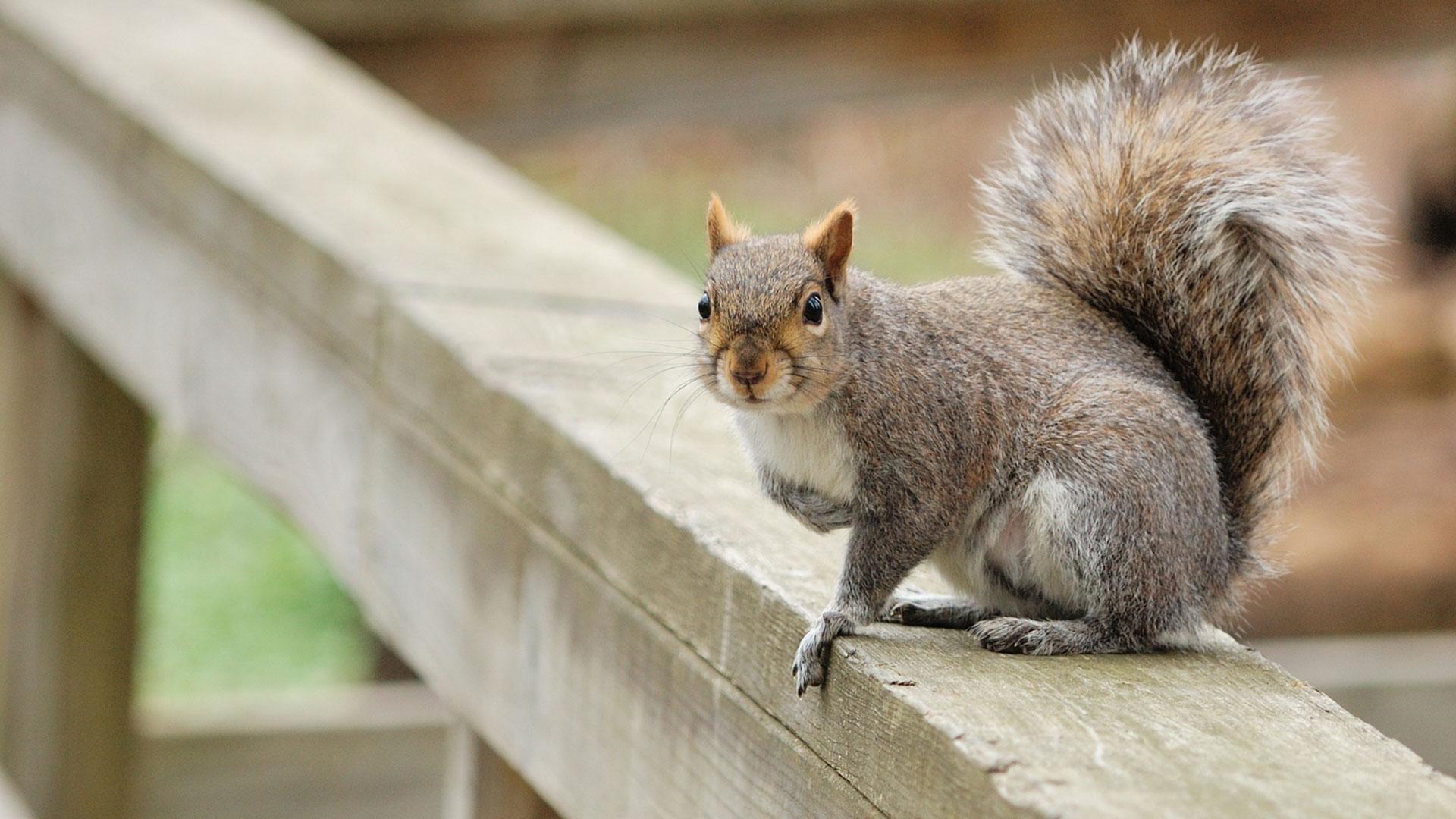 1920X1080_guide-ecureuil-gris.jpg