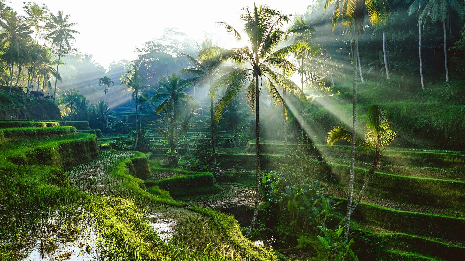 Trésors de Bali: entre temples, rizières et plages