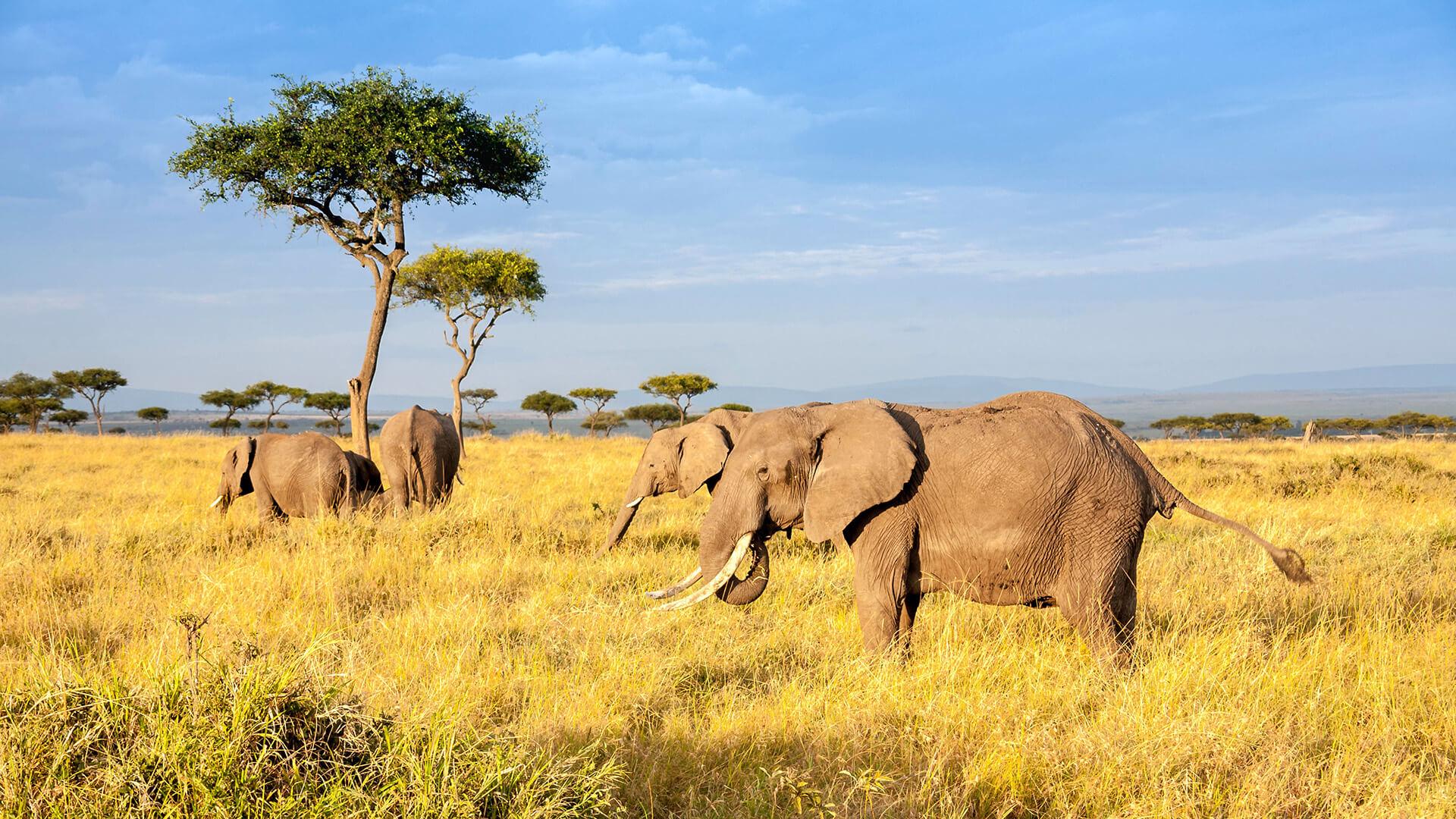 Safaris à l'honneur