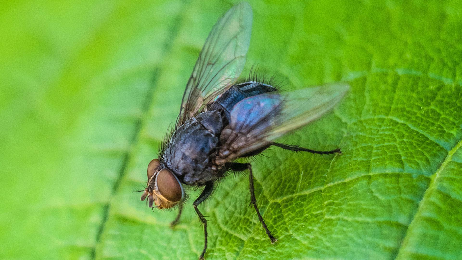 1920x1080_mouche.jpg