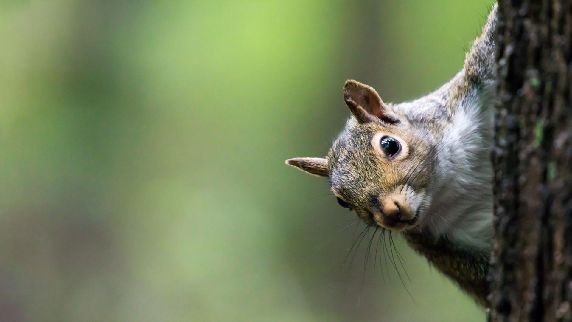 1920X1080_guide-loi-reglement-animaux-indesirables.jpg