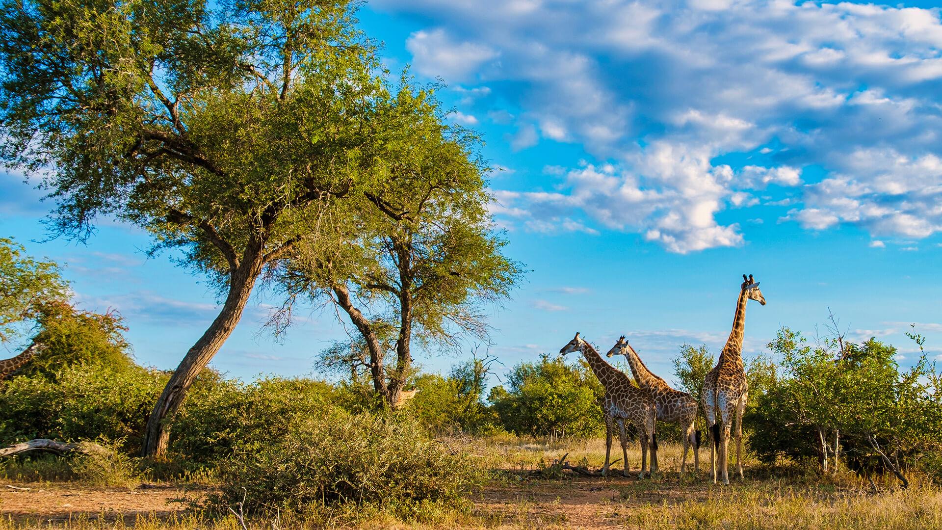 Reves africains