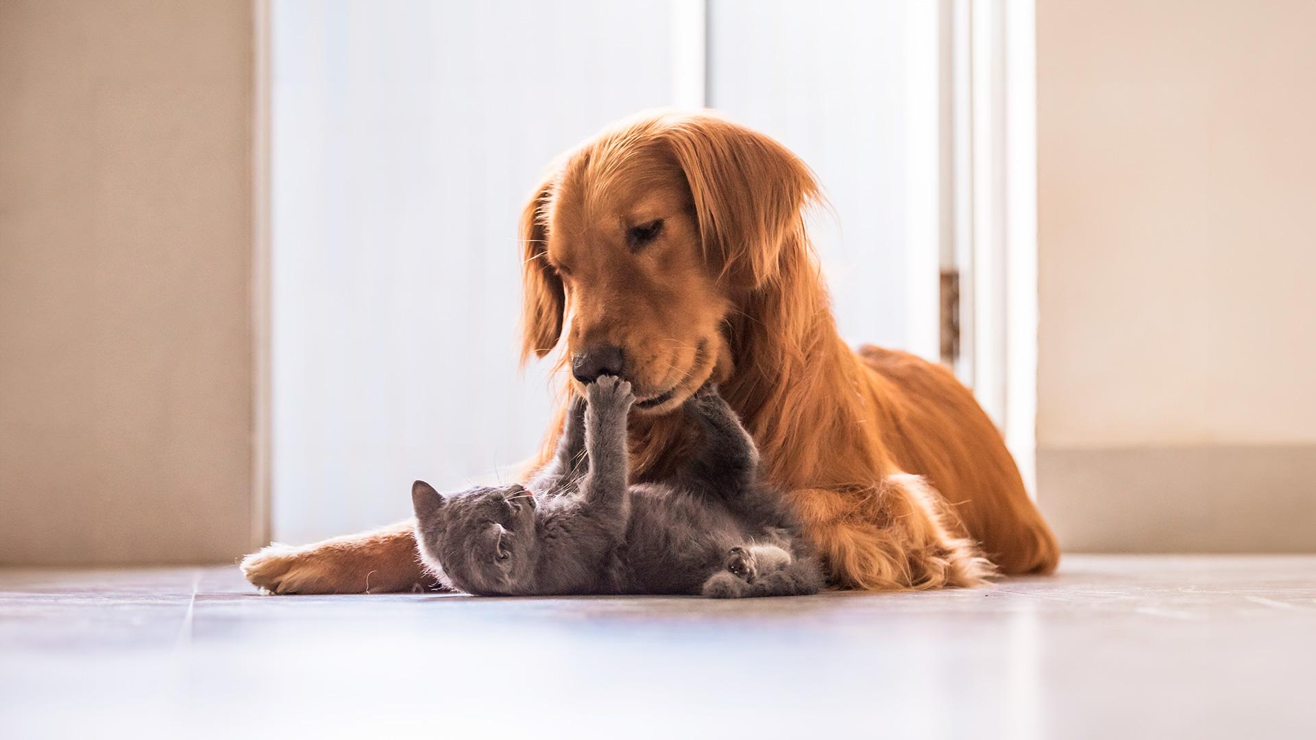 Un chat, couché sur le dos, joue avec le museau d’un chien patient.