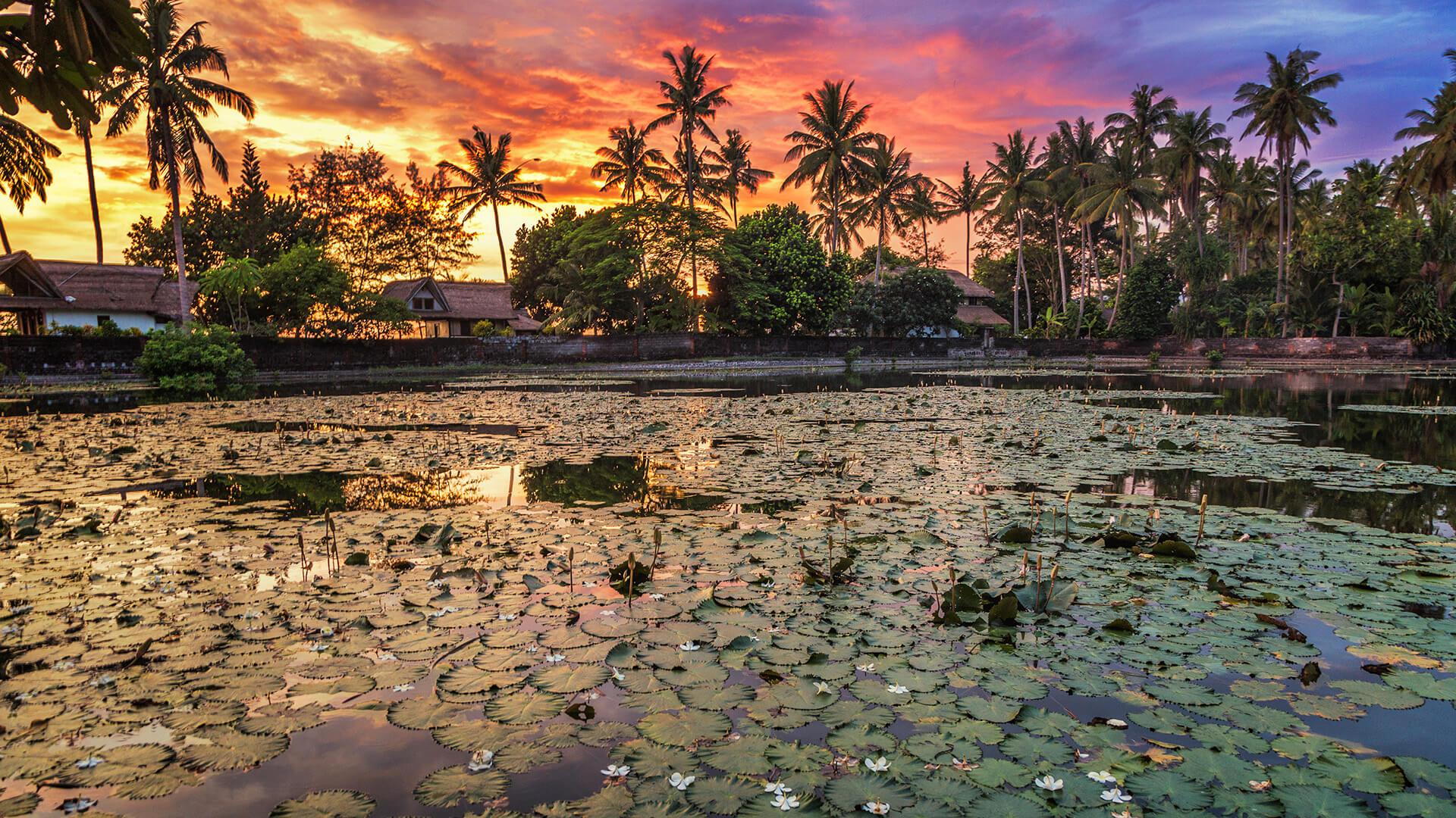 L’étang ornemental Lotus Lagoon de Candidasa, à Bali, recouvert de lotus roses et blancs, entouré de palmiers et de maisons balinaises traditionnelles, au coucher du soleil.