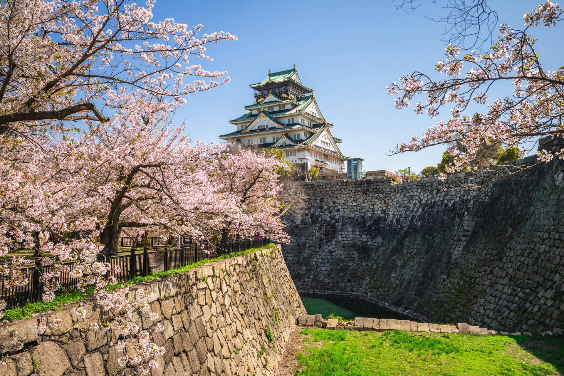Château d’Osaka, vu depuis le jardin Nishinomaru, entouré de cerisiers en fleurs roses et de hauts remparts de pierre.