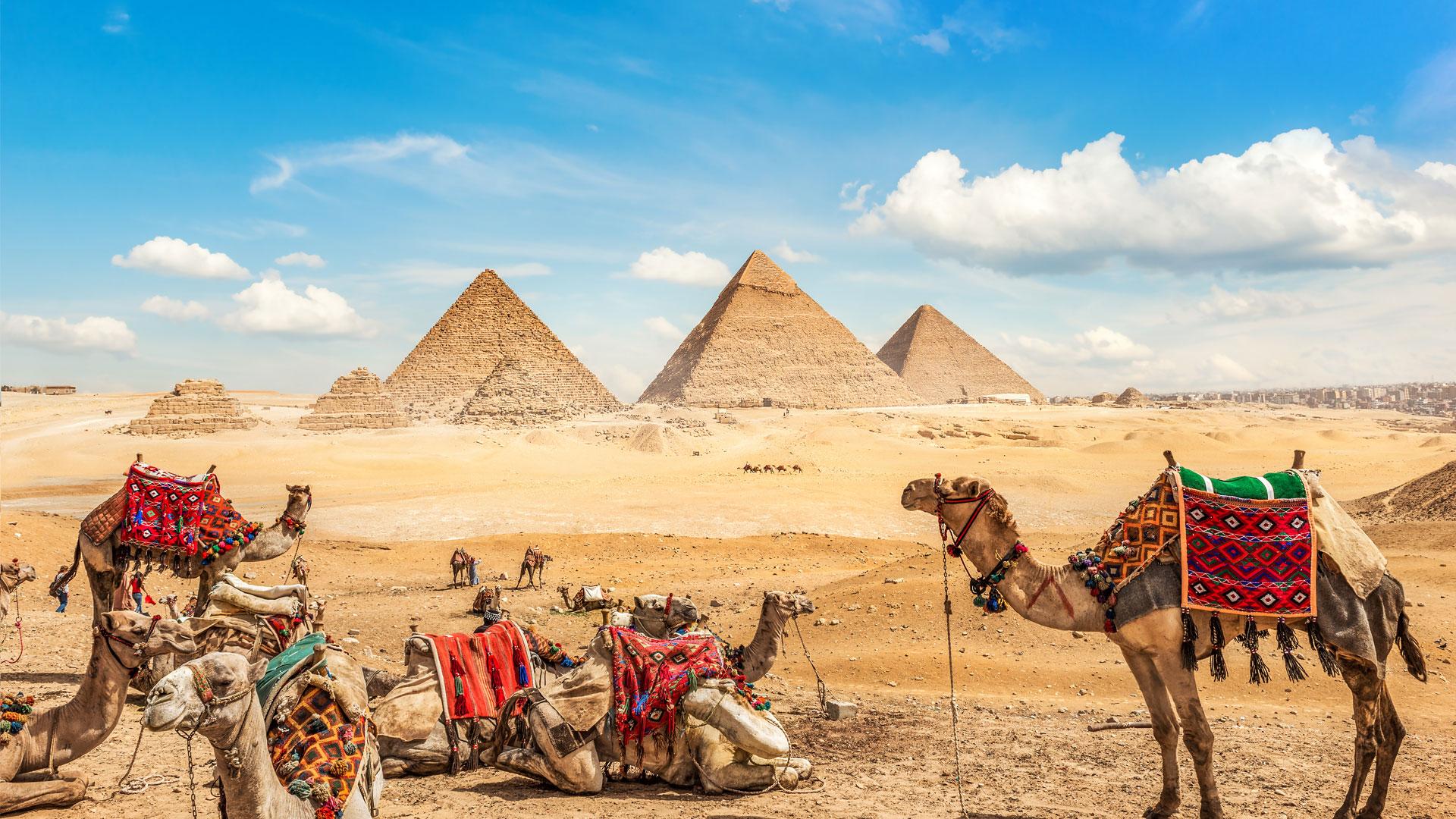 Plusieurs chameaux devant les pyramides de Gizeh en Égypte, au cœur du désert, sous un ciel bleu.