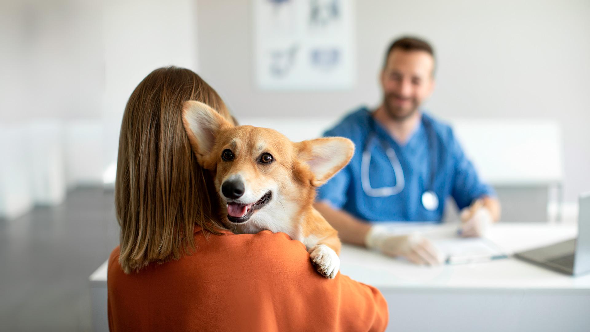 1920x1080_assurance_animaux_femme_chien_veterinaire_2.jpg