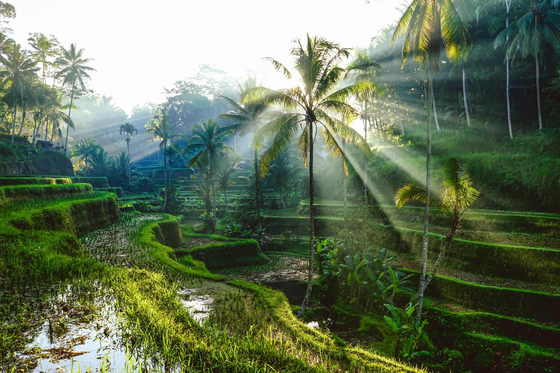 Rizières en terrasses verdoyantes de Tegallalang, à Bali, baignées de lumière matinale filtrée à travers les palmiers.