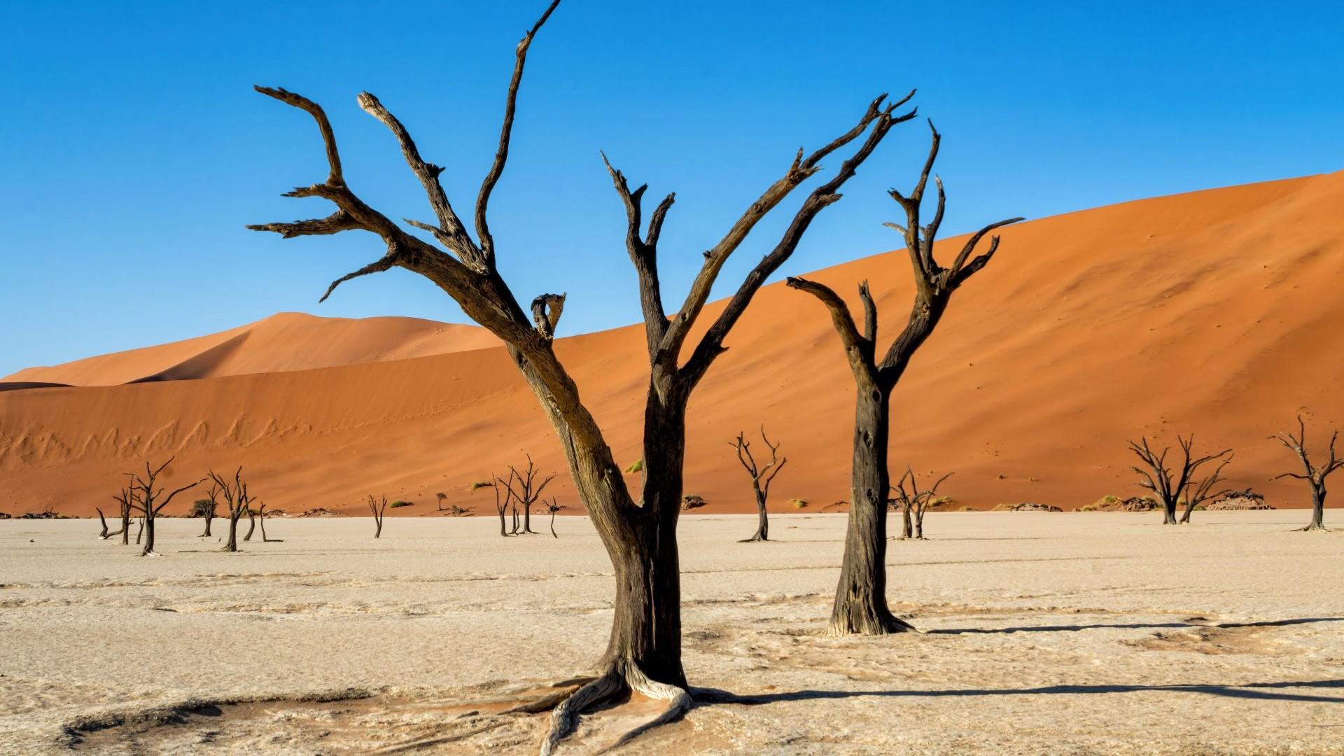 Des plaines d’Etosha aux dunes du Namib