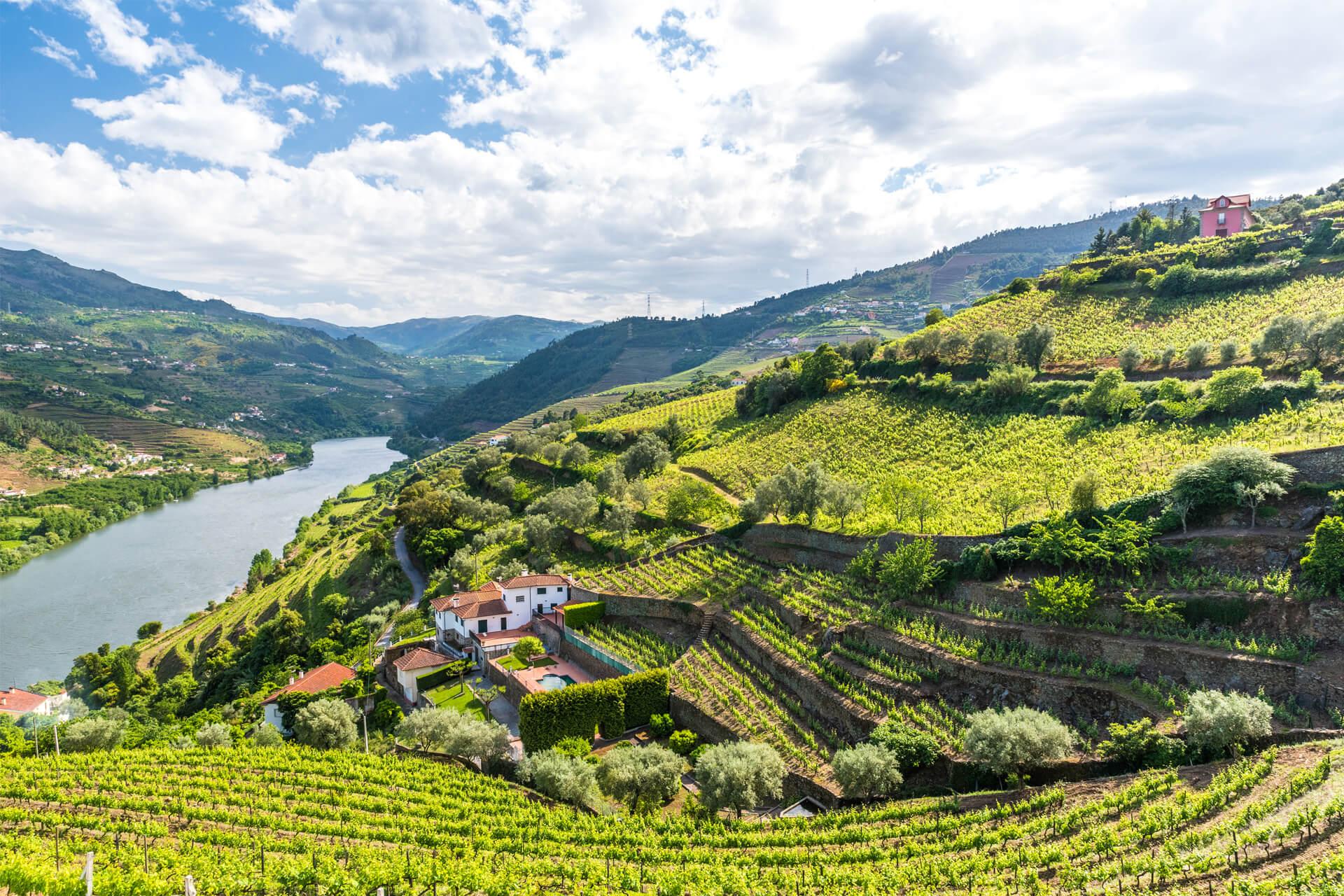 Vue aérienne d’un vignoble en terrasses dans la vallée du Douro au Portugal.