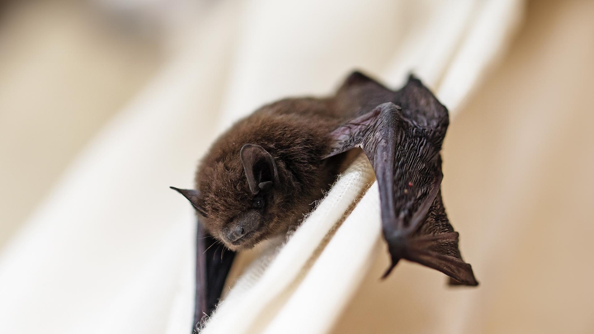 1920X1080_guide-chauve-souris.jpg