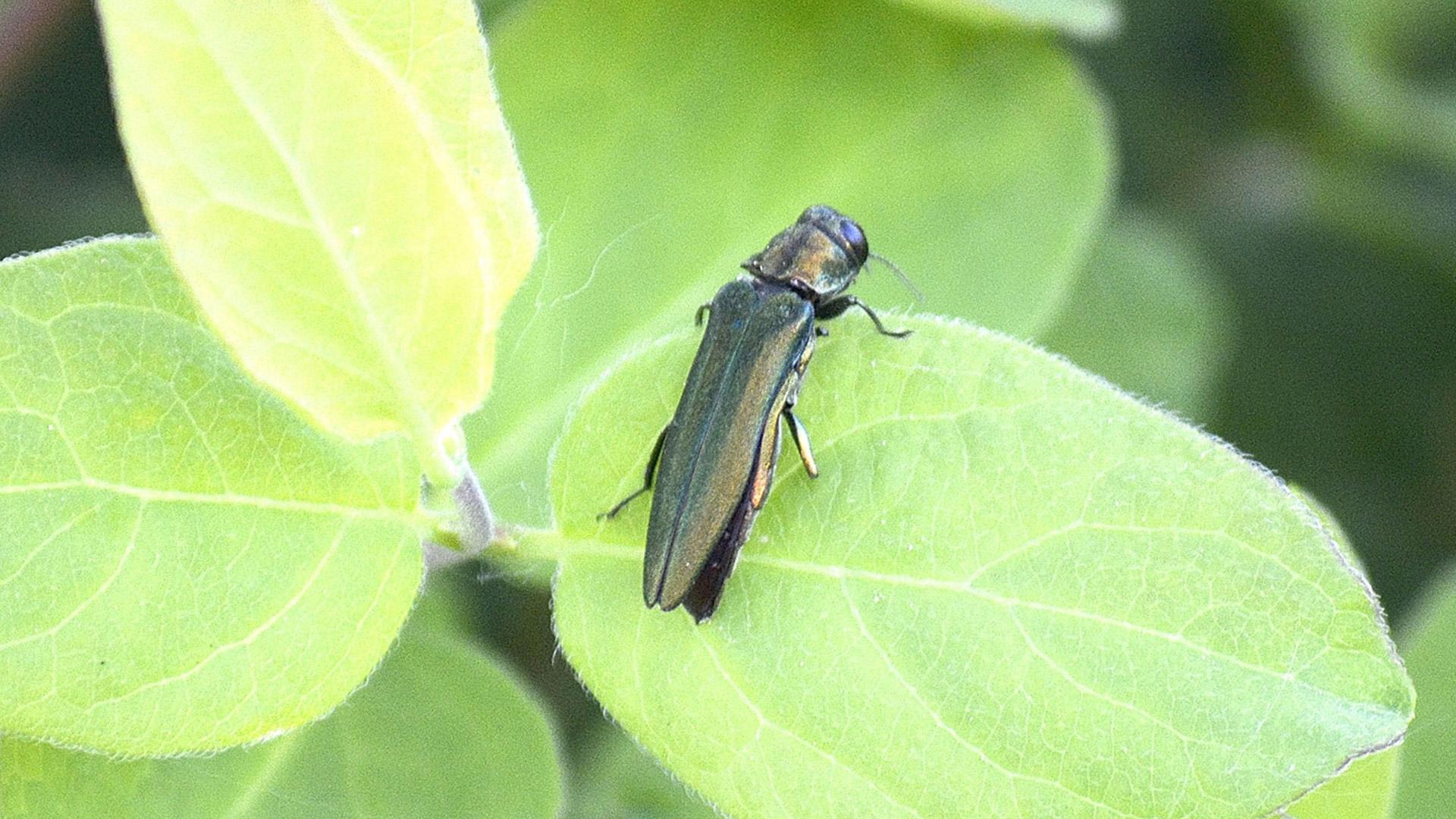 How to prevent or eliminate emerald ash borers | CAA-Quebec